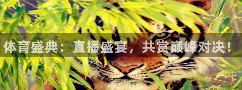 体育盛典：直播盛宴，共赏巅峰对决！