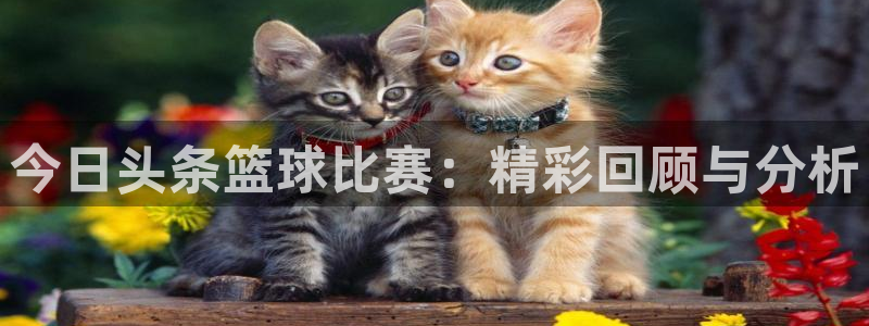 今日头条篮球比赛：精彩回顾与分析