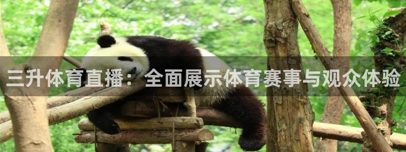 三升体育直播：全面展示体育赛事与观众体验