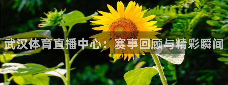 武汉体育直播中心：赛事回顾与精彩瞬间